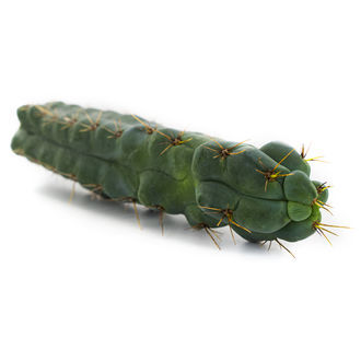 Echinopsis &rdquo;zamnesiana&rdquo;