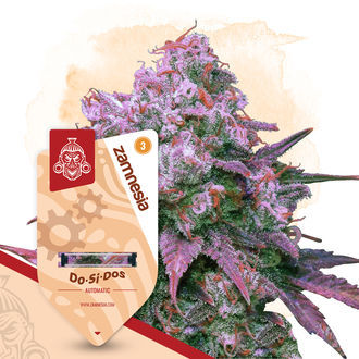 Do-Si-Dos Autoflower (Zamnesia Seeds) Feminiserade