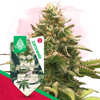 Wedding Cake Autoflower (Zamnesia Seeds) Feminiserade