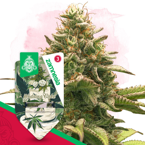Wedding Cake Autoflower (Zamnesia Seeds) Feminiserade