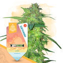 Sunset Sherbet Autoflower (Zamnesia Seeds) Feminiserade