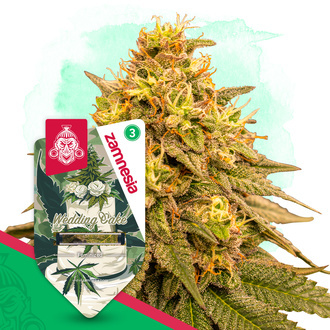 Wedding Cake (Zamnesia Seeds) Feminiserade