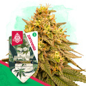 Wedding Cake (Zamnesia Seeds) Feminiserade