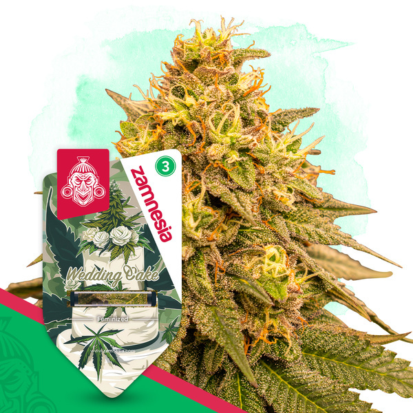 Wedding Cake (Zamnesia Seeds) Feminiserade
