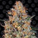 Bubba Kush (Barney's Farm) Feminiserade