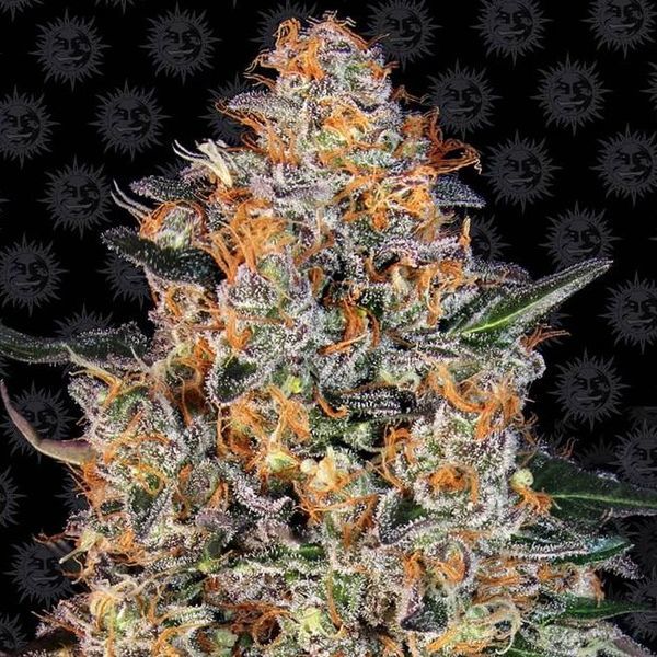 Bubba Kush (Barney's Farm) Feminiserade