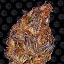 Runtz Auto (Barney's Farm) Feminiserade