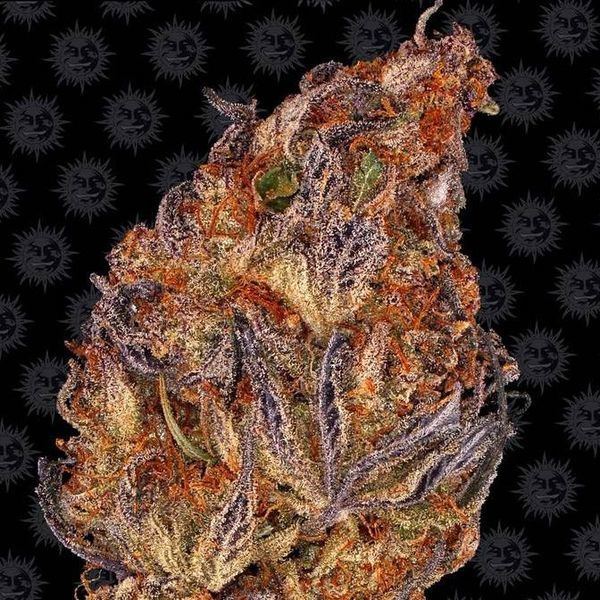 Runtz Auto (Barney's Farm) Feminiserade