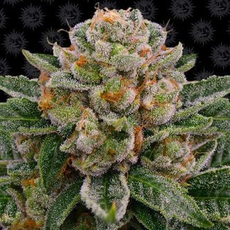 Skywalker OG Auto (Barney's Farm) feminiserade