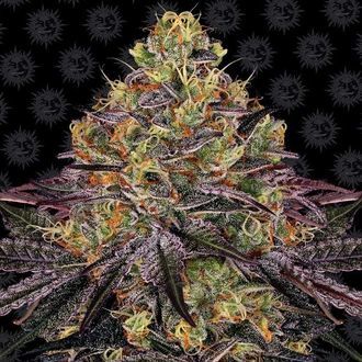 Watermelon Zkittlez (Barney's Farm) Feminiserade