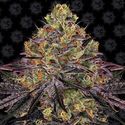 Watermelon Zkittlez (Barney's Farm) Feminiserade