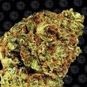 Watermelon Zkittlez Auto (Barney's Farm) Feminiserade