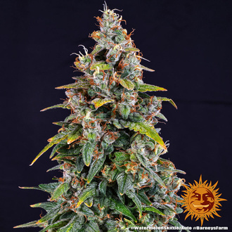 Watermelon Zkittlez Auto (Barney's Farm) Feminiserade