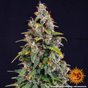 Watermelon Zkittlez Auto (Barney's Farm) Feminiserade