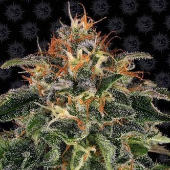 Moby Dick (Barney's Farm) feminiserade cannabisfr&ouml;n