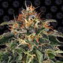 Moby Dick (Barney's Farm) Feminiserade