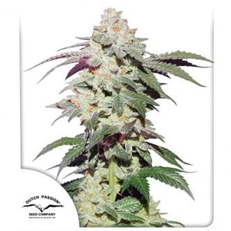 Skywalker Haze (Dutch Passion) feminiserade