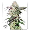 Skywalker Haze (Dutch Passion) Feminiserade