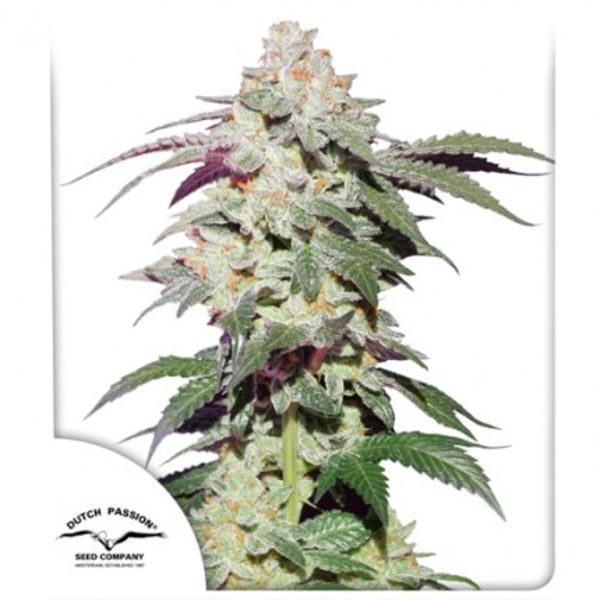 Skywalker Haze (Dutch Passion) Feminiserade