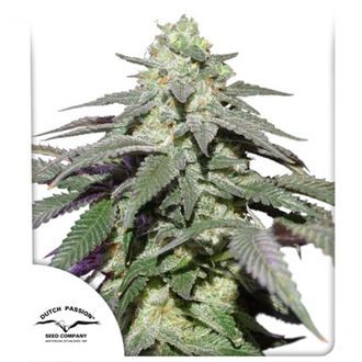 Auto Skywalker Haze (Dutch Passion) Feminiserade