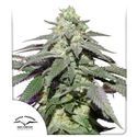 Auto Skywalker Haze (Dutch Passion) Feminiserade