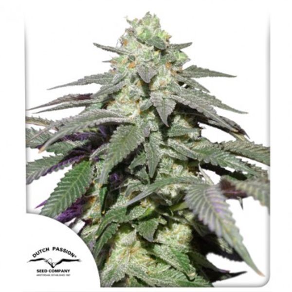 Auto Skywalker Haze (Dutch Passion) Feminiserade