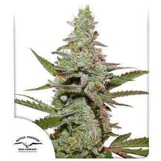 Amsterdam Amnesia (Dutch Passion) feminiserade