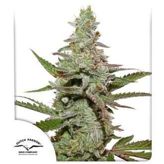 Amsterdam Amnesia (Dutch Passion) Feminiserade