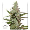 Amsterdam Amnesia (Dutch Passion) Feminiserade