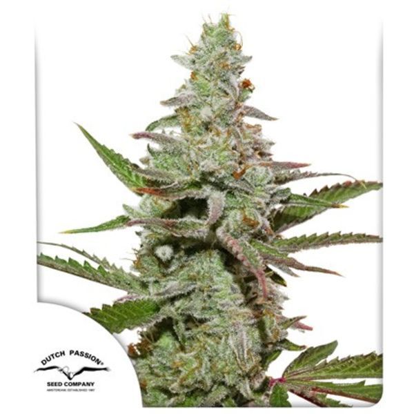 Amsterdam Amnesia (Dutch Passion) Feminiserade