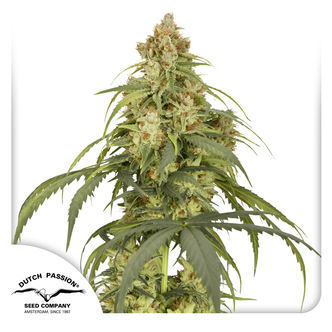 Auto CBD-Victory (Dutch Passion) feminiserade
