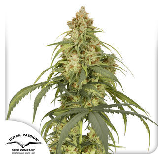 Auto CBD-Victory (Dutch Passion) Feminiserade