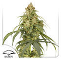 Auto CBD-Victory (Dutch Passion) Feminiserade
