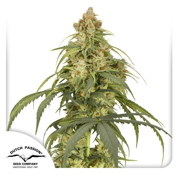 Auto CBD-Victory (Dutch Passion) Feminiserade