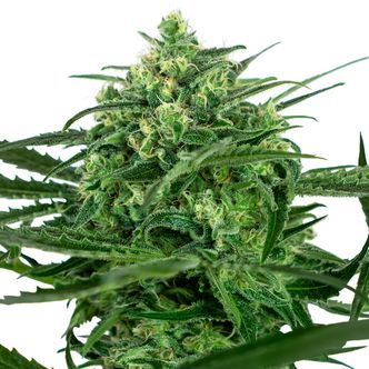Sensi Amnesia (Sensi Seeds) feminiserade