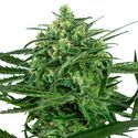 Sensi Amnesia (Sensi Seeds) Feminiserade