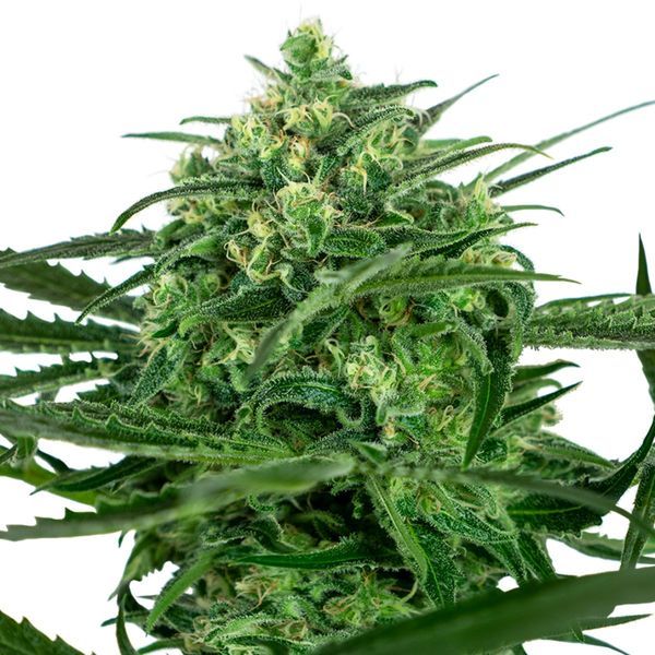 Sensi Amnesia (Sensi Seeds) Feminiserade
