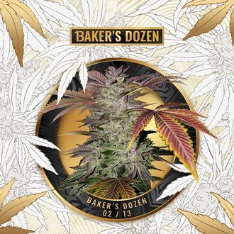 Baker's Dozen Exclusive (T.H.Seeds x Zamnesia) Feminiserade