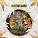 Baker's Dozen Exclusive (T.H.Seeds x Zamnesia) Feminiserade