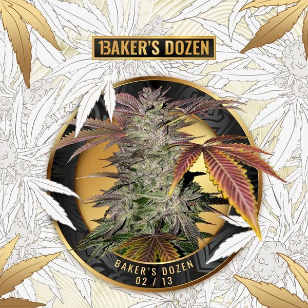 Baker's Dozen Exclusive (T.H.Seeds x Zamnesia) Feminiserade