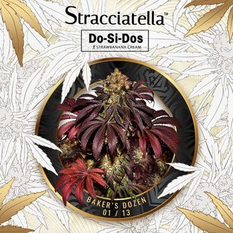 Baker's Dozen Exclusive (T.H.Seeds x Zamnesia) Feminiserade