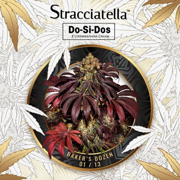 Baker's Dozen Exclusive (T.H.Seeds x Zamnesia) Feminiserade