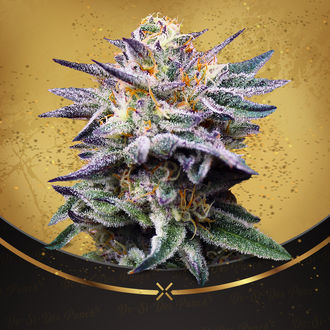 Do-Si-Dos Punch (Advanced Seeds x Zamnesia) Feminiserade