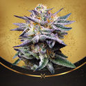 Do-Si-Dos Punch (Advanced Seeds x Zamnesia) Feminiserade