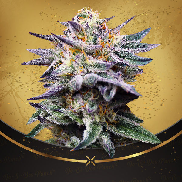 Do-Si-Dos Punch (Advanced Seeds x Zamnesia) Feminiserade