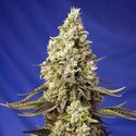Runtz XL Auto (Sweet Seeds) Feminiserade