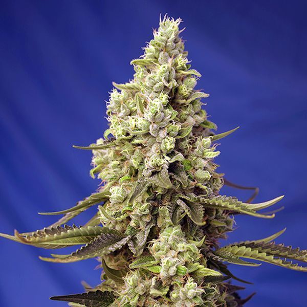 Runtz XL Auto (Sweet Seeds) Feminiserade