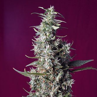 Sweet Cherry Pie (Sweet Seeds) Feminiserade