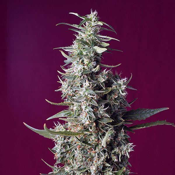 Sweet Cherry Pie (Sweet Seeds) Feminiserade