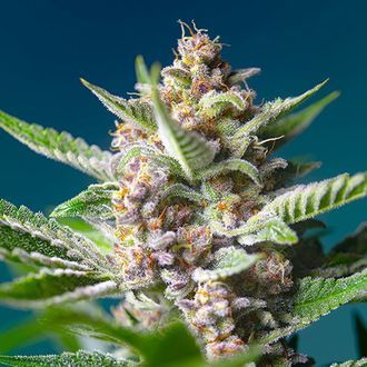 Purple Punch OG (Sweet Seeds) Feminiserade